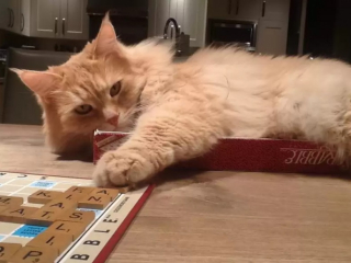 Illustration de l'article : 10 photos de chats jouant aux jeux de société à leur façon