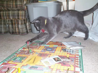 Illustration de l'article : 10 photos de chats jouant aux jeux de société à leur façon