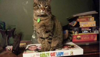 Illustration de l'article : 10 photos de chats jouant aux jeux de société à leur façon