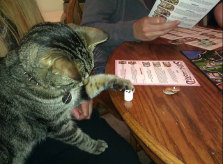 Illustration de l'article : 10 photos de chats jouant aux jeux de société à leur façon