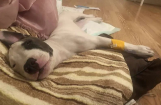 Illustration de l'article : Un chiot paralysé par la maladie est sauvé par le dévouement d’une vétérinaire