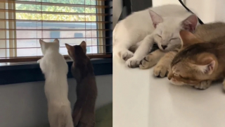 Illustration de l'article : Ces 2 chatons sont frères et pourtant, ils n’ont rien en commun (vidéo)