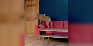 Illustration de l'article : Une famille d’accueil découvre avec beaucoup d’émotion que leur protégée les attend tous les jours derrière la porte d’entrée