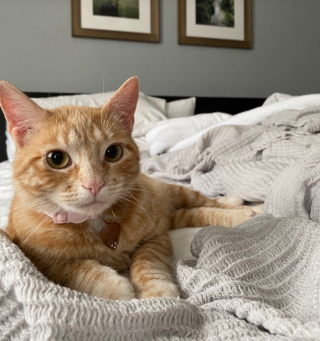 Illustration de l'article : Une chatte réserve un accueil exemplaire au nouveau petit félin de la maison et suscite l’émotion de ses propriétaires (vidéo)