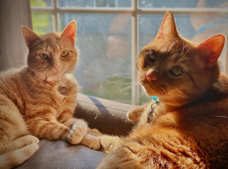 Illustration de l'article : Une chatte réserve un accueil exemplaire au nouveau petit félin de la maison et suscite l’émotion de ses propriétaires (vidéo)