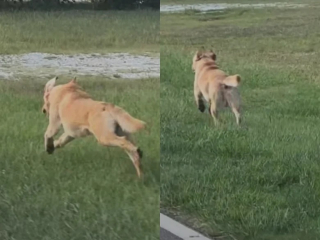 Illustration de l'article : Un chien errant se fait un ami canin et le suit partout, jusque dans un bus