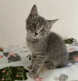 Illustration de l'article : Retour à la case départ pour ces 2 chats adoptés par une famille qui ignorait les allergies sévères de son fils