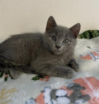 Illustration de l'article : Retour à la case départ pour ces 2 chats adoptés par une famille qui ignorait les allergies sévères de son fils