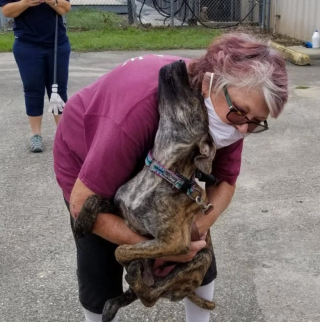 Illustration de l'article : Dans l&rsquo;impossibilit&eacute; de marcher apr&egrave;s son sauvetage, un chien b&eacute;n&eacute;ficie d&rsquo;une cagnotte initialement destin&eacute;e &agrave; une b&eacute;n&eacute;vole f&ecirc;tant ses 80 ans
