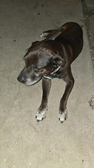 Illustration de l'article : Dans l&rsquo;impossibilit&eacute; de marcher apr&egrave;s son sauvetage, un chien b&eacute;n&eacute;ficie d&rsquo;une cagnotte initialement destin&eacute;e &agrave; une b&eacute;n&eacute;vole f&ecirc;tant ses 80 ans