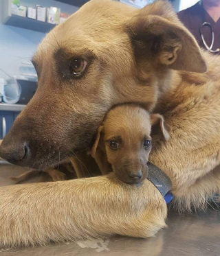 Illustration de l'article : 12 photos d’animaux heureux avec leurs petits