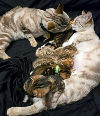 Illustration de l'article : 12 photos d’animaux heureux avec leurs petits