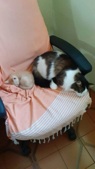 Illustration de l'article : 10 photos de chats et de chiens heureux après avoir été adoptés