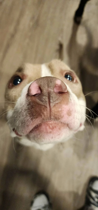 Illustration de l'article : 10 photos de chats et de chiens heureux après avoir été adoptés