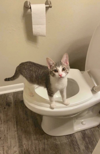 Illustration de l'article : 10 photos de chats et de chiens heureux après avoir été adoptés