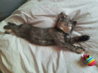 Illustration de l'article : 10 photos de chats et de chiens heureux après avoir été adoptés