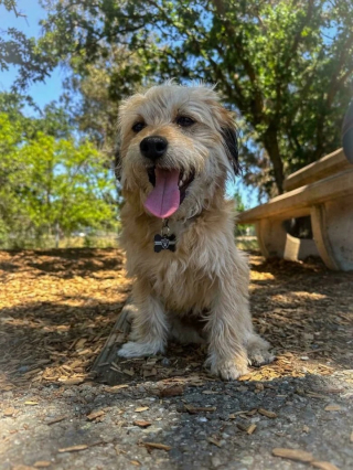 Illustration de l'article : 10 photos de chats et de chiens heureux après avoir été adoptés