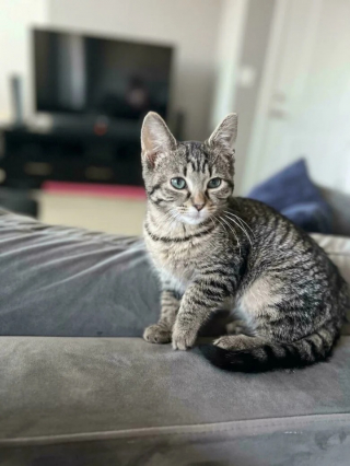 Illustration de l'article : 10 photos de chats et de chiens heureux après avoir été adoptés