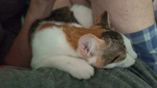 Illustration de l'article : 10 photos de chats et de chiens heureux après avoir été adoptés