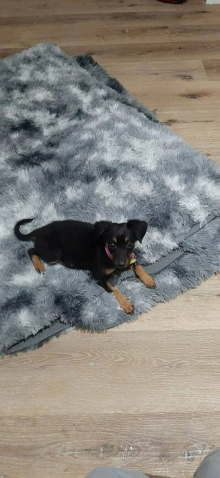 Illustration de l'article : 10 photos de chats et de chiens heureux après avoir été adoptés