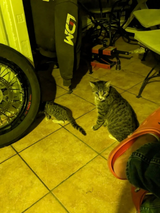 Illustration de l'article : 10 photos de chats et de chiens heureux après avoir été adoptés