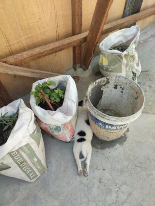 Illustration de l'article : 10 photos de chats et de chiens heureux après avoir été adoptés