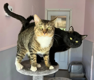 Illustration de l'article : Ayant dans l’idée d’ouvrir sa porte à un duo de chatons, une famille se laisse séduire par les minois adorables de 2 chats adultes dans l’attente d’une foyer