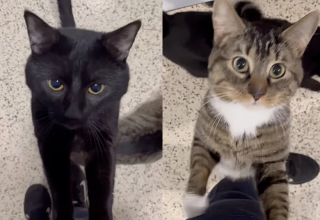 Illustration de l'article : Ayant dans l’idée d’ouvrir sa porte à un duo de chatons, une famille se laisse séduire par les minois adorables de 2 chats adultes dans l’attente d’une foyer