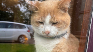 Illustration de l'article : Habitué à côtoyer l’université comme sa seconde maison, un chat tombe gravement malade et reçoit le soutien émouvant des étudiants