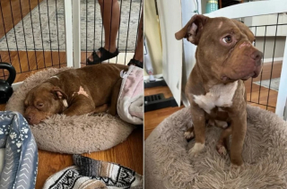 Illustration de l'article : En rentrant de vacances, un couple découvre un Pitbull à l’arrière de sa maison et entame un nouveau projet de vie