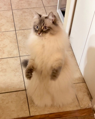 Illustration de l'article : Ce chat Sibérien tente de charmer une mouche en gazouillant (vidéo)