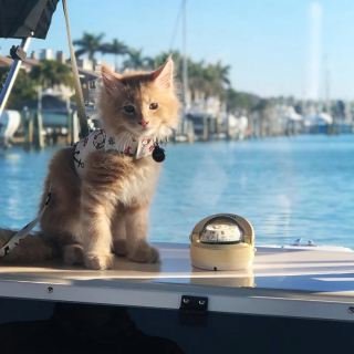 Illustration de l'article : Un Maine Coon partage tout avec ses propriétaires, y compris leur passion pour les sports nautiques et aquatiques (vidéo)