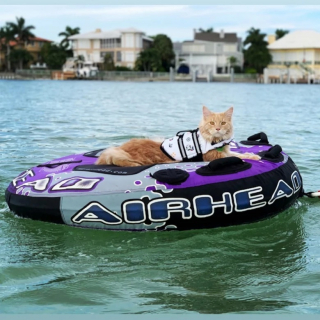 Illustration de l'article : Un Maine Coon partage tout avec ses propriétaires, y compris leur passion pour les sports nautiques et aquatiques (vidéo)