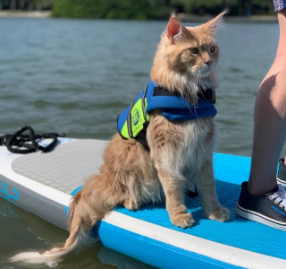 Illustration de l'article : Un Maine Coon partage tout avec ses propriétaires, y compris leur passion pour les sports nautiques et aquatiques (vidéo)