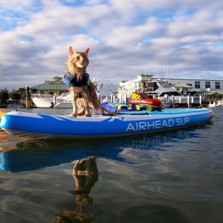 Illustration de l'article : Un Maine Coon partage tout avec ses propriétaires, y compris leur passion pour les sports nautiques et aquatiques (vidéo)