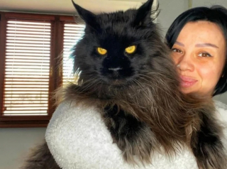 Illustration de l'article : Ce Maine Coon sait parfaitement se faire comprendre lorsque son repas est en cours de préparation (vidéo)