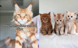 Illustration de l'article : Une éleveuse de Maine Coons dévoile une adorable portée de 3 chatons roux aux motifs uniques (vidéo)