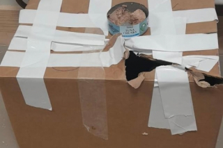Illustration de l'article : Peureux et sur la défensive, ce chat retrouvé dans une boîte en carton scotchée a un déclic après une visite chez le vétérinaire
