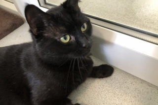 Illustration de l'article : Peureux et sur la défensive, ce chat retrouvé dans une boîte en carton scotchée a un déclic après une visite chez le vétérinaire