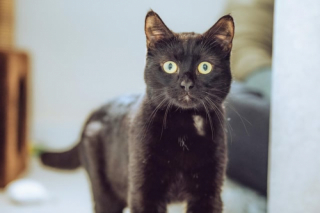 Illustration de l'article : Peureux et sur la défensive, ce chat retrouvé dans une boîte en carton scotchée a un déclic après une visite chez le vétérinaire