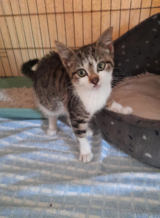 Illustration de l'article : Un jeune chaton embarque à bord d’un camion et risque sa vie durant 32 kilomètres