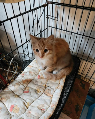 Illustration de l'article : Des sauveteurs vont à la rencontre d’un chat errant s’étant donné pour mission de veiller sur son chaton