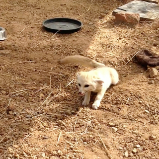 Illustration de l'article : S’étant rencontrés dans un refuge, un Fennec et un chat se retrouvent avec beaucoup d’émotion après une courte séparation (vidéo)