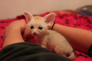 Illustration de l'article : S’étant rencontrés dans un refuge, un Fennec et un chat se retrouvent avec beaucoup d’émotion après une courte séparation (vidéo)