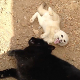 Illustration de l'article : S’étant rencontrés dans un refuge, un Fennec et un chat se retrouvent avec beaucoup d’émotion après une courte séparation (vidéo)