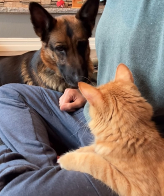 Illustration de l'article : Cette chienne fascinée par les chats suit partout son ami félin 