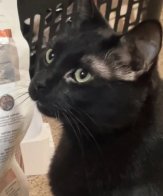 Illustration de l'article : Le lien spécial entre une femme sourde et son chat attentionné, Gunther