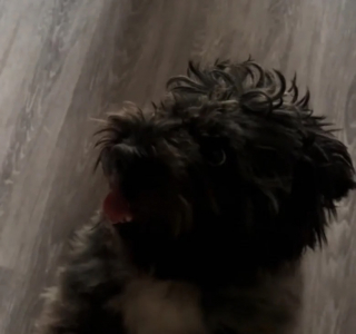 Illustration de l'article : Une jeune femme s’adresse à son chien avant de se rendre compte qu’il ne comprend pas sa langue (vidéo)