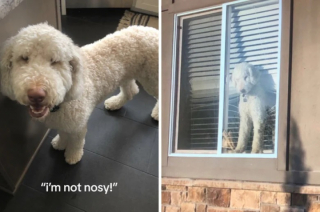 Illustration de l'article : 14 photos de chats et de chiens trop curieux pour leur propre bien