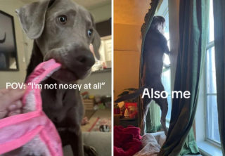 Illustration de l'article : 14 photos de chats et de chiens trop curieux pour leur propre bien